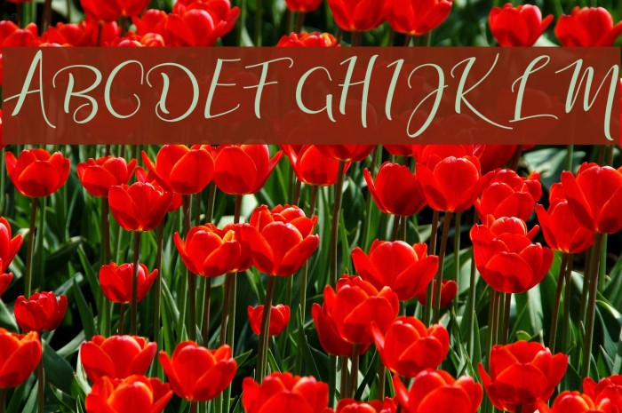 adalinescript Font examples