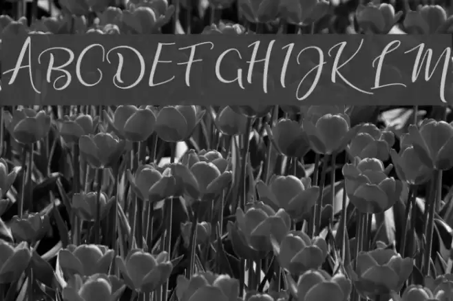 adalinescript Font examples