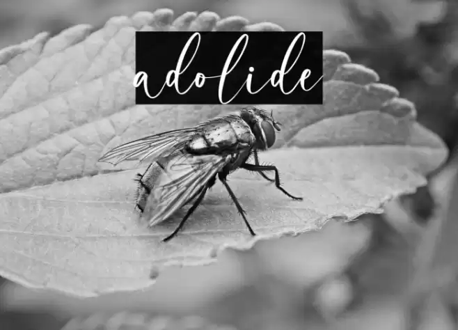 adolide Font examples