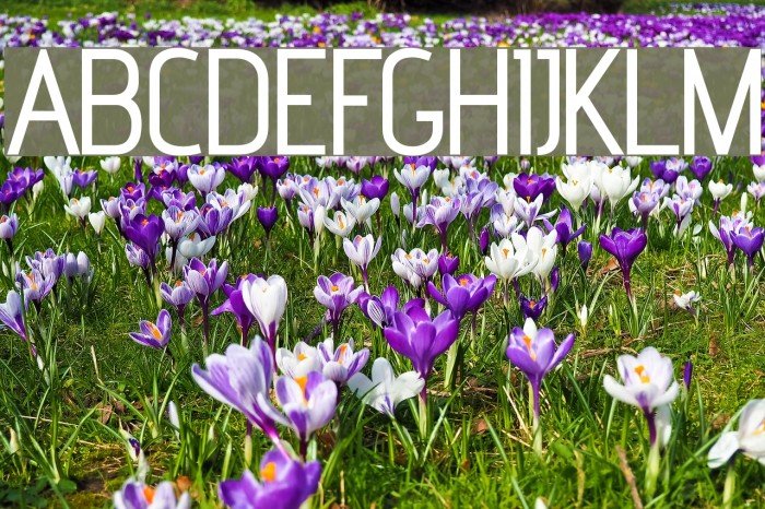advent Extra Bold Font examples