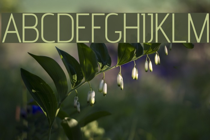 advent Light Font examples