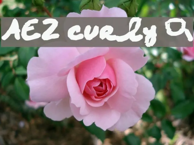AEZ curly Q Example 3