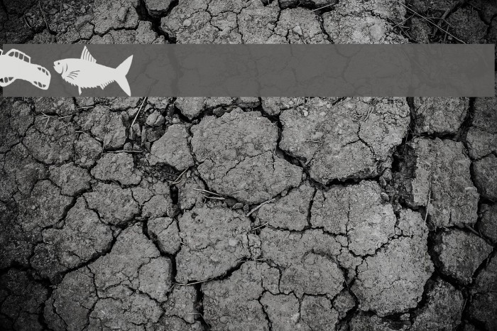 AEZ fishie fishie Example 3