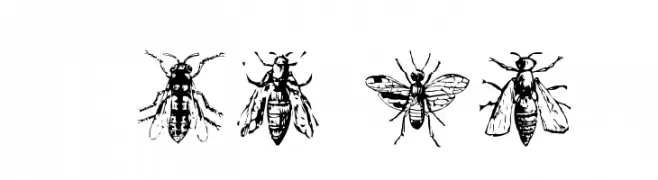 AEZinsects 