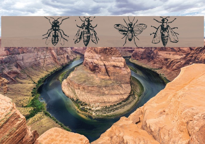 AEZinsects Example 1