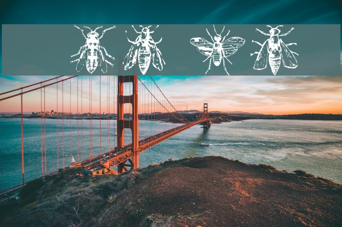 AEZinsects Example 3