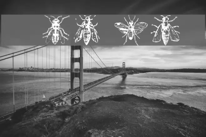 AEZinsects Font examples