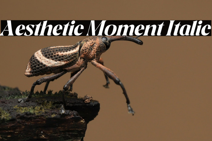 Aesthetic Moment Italic Example 3