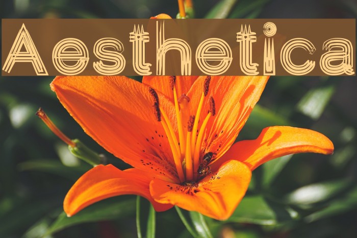 Aesthetica Polices examples