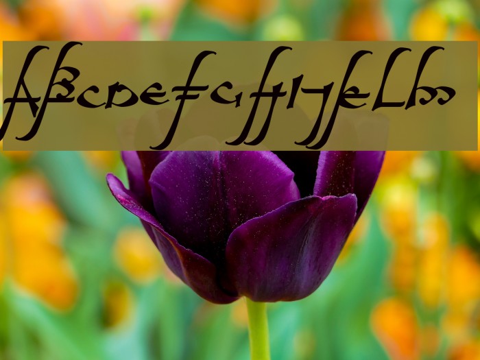 aelfa Font examples