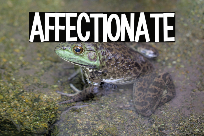 Affectionate Example 2