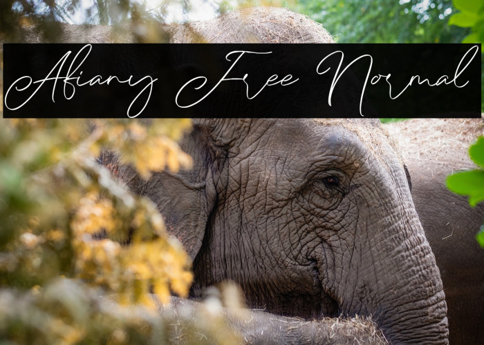 Afiany Free Normal Example 3