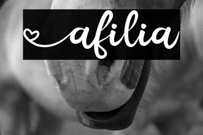 Afilia Font examples