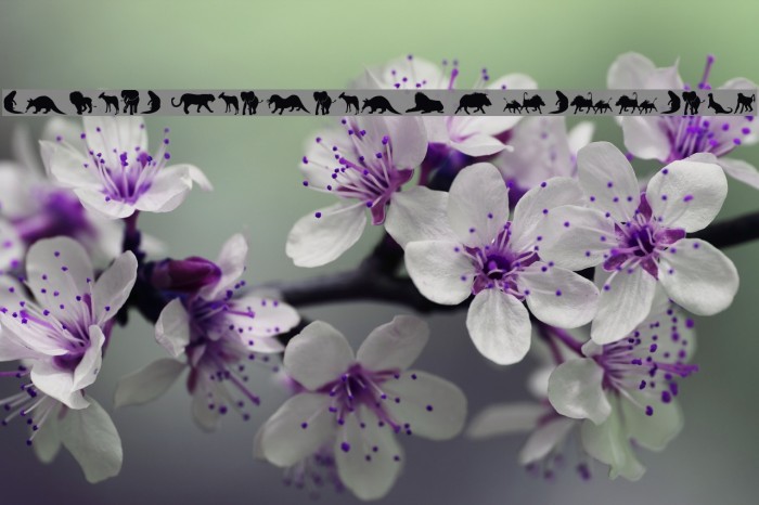 Afrika Wildlife B Mammals2 Font examples