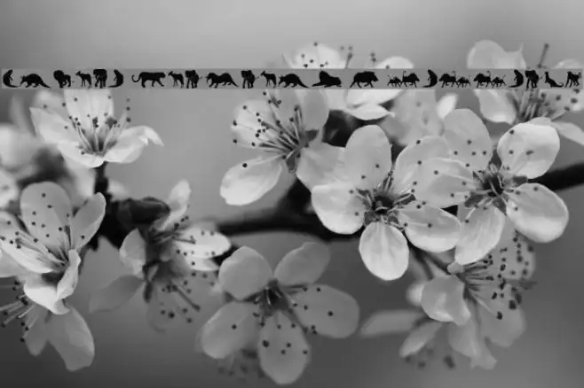 Afrika Wildlife B Mammals2 Example 2