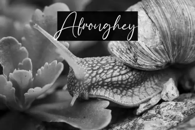Afronghey Example 1