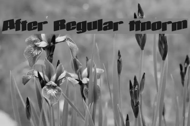 After Regular ttnorm Font examples