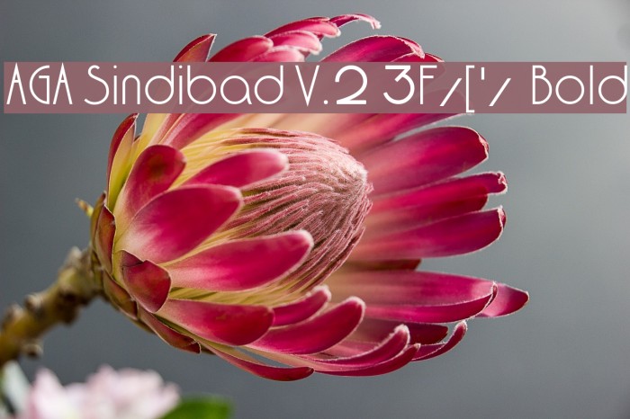 AGA Sindibad V.2 3F/['/ Bold Font examples