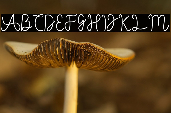 AgashiSignatureFont Example 2