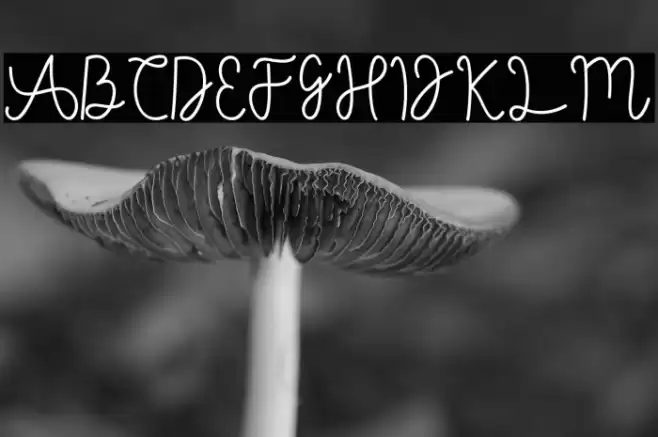 AgashiSignatureFont Font examples