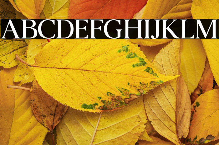 Agatho Medium Example 3