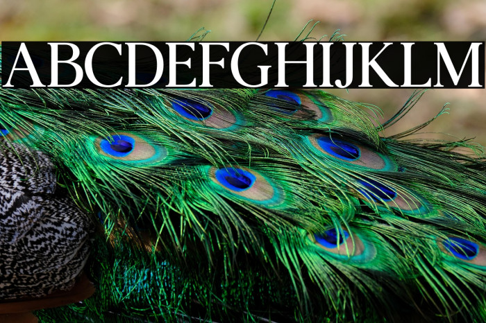 Agatho Narrow Example 3