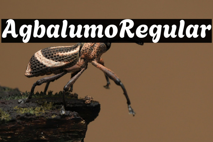 Agbalumo Regular Example 3