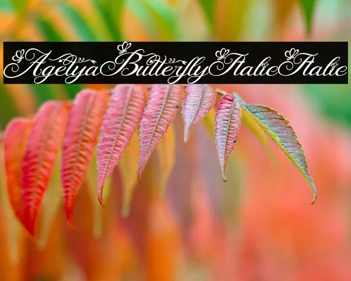 Agetya Butterfly Italic Italic Example 1