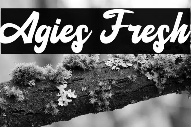 Agies Fresh Font examples