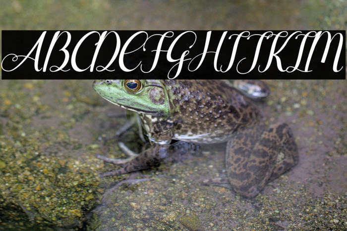 Agilia Italic Example 2