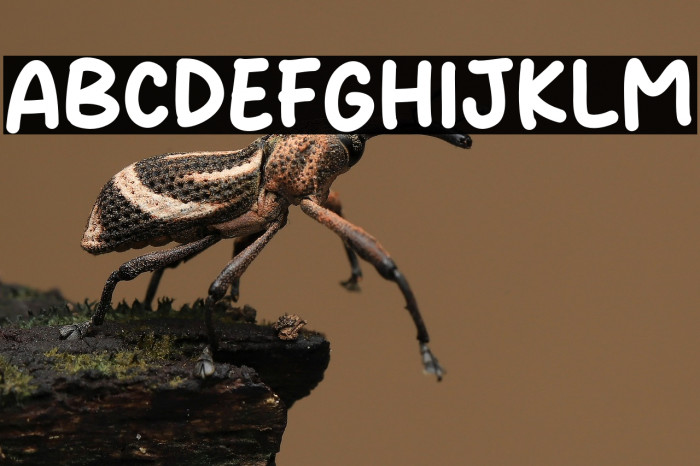 Agnia Misel Caratteri examples