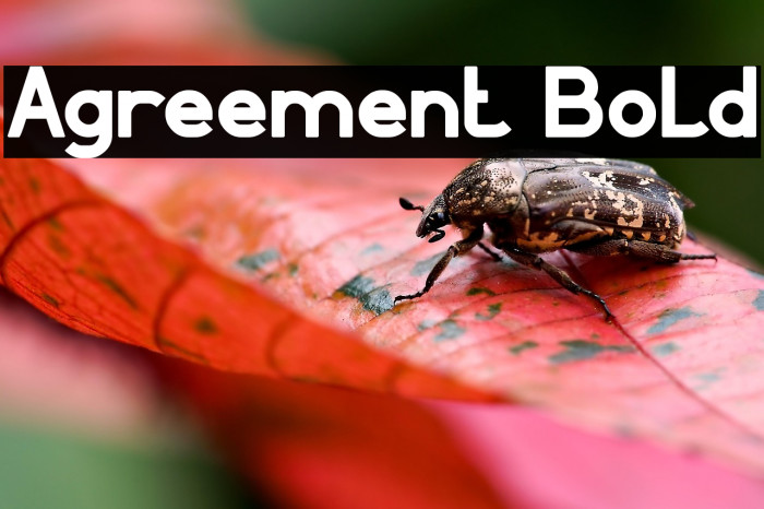 Agreement Bold Example 1