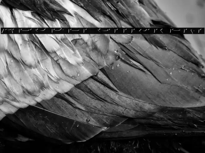 AgreloyInB1 Font examples