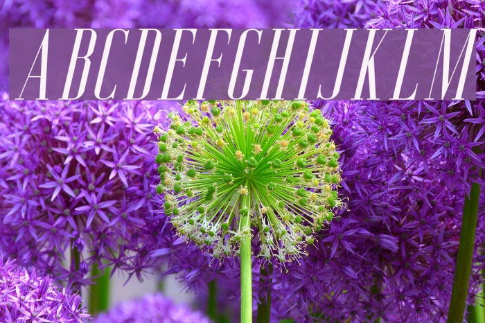AgueroSerifFree-Italic Font examples