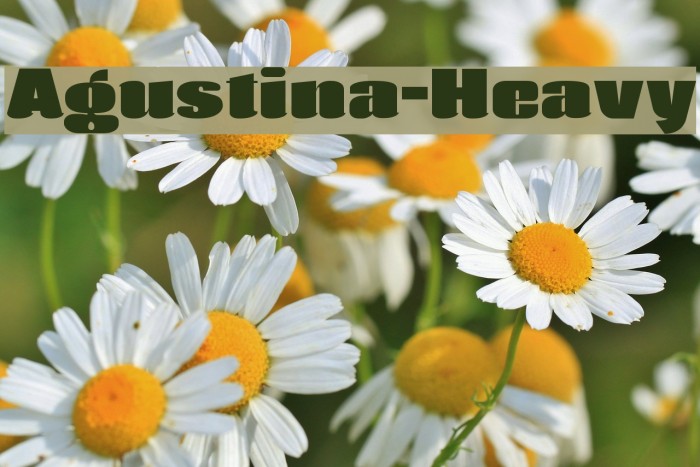 Agustina-Heavy Font examples