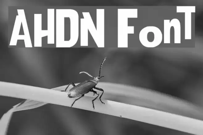 AHDN Polices examples