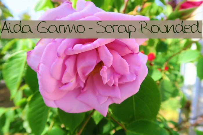 Aida Garmo - Scrap Rounded Example 3