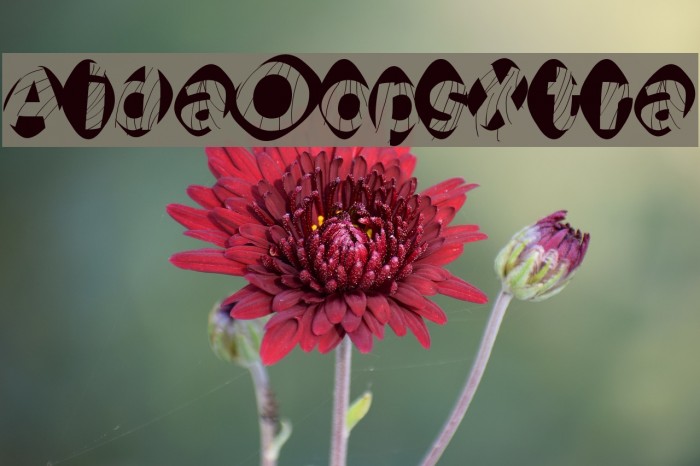 AidaOopsXtra Example 1