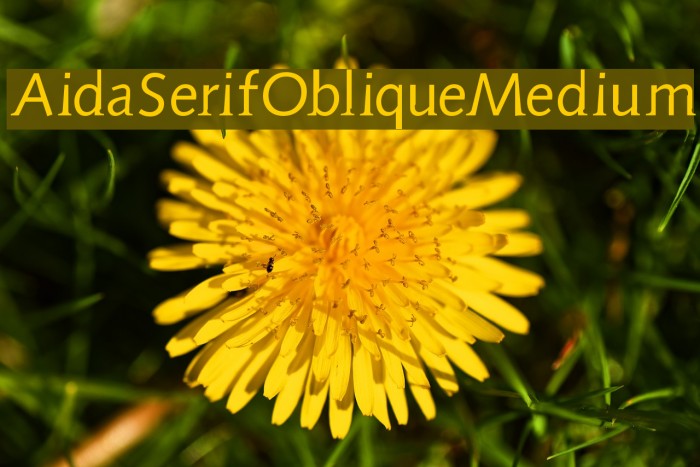 AidaSerifObliqueMedium Font examples