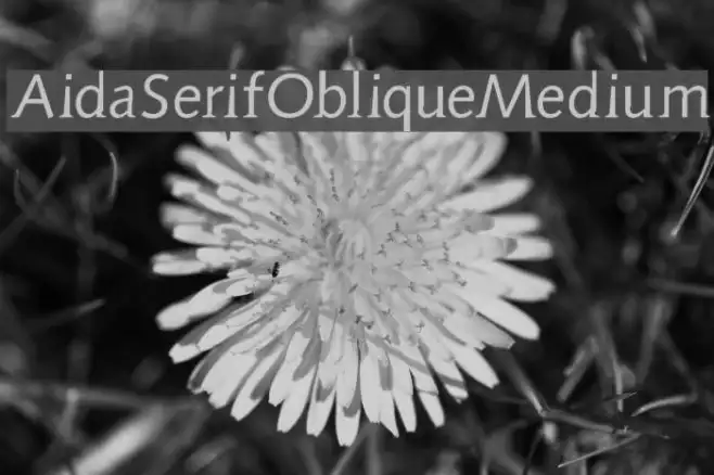 AidaSerifObliqueMedium Example 1