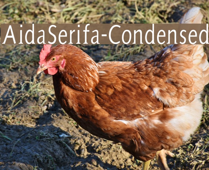 AidaSerifa-Condensed Font examples