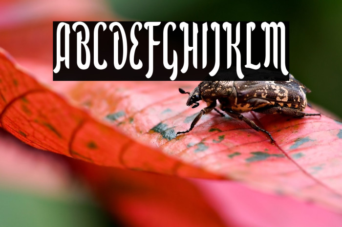 Aidilfitri Example 2