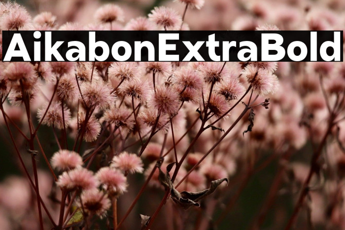 Aikabon Extra Bold Example 3