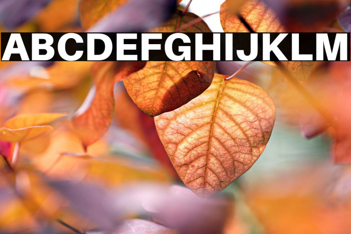 Aileron Black Example 2