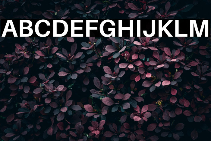 Aileron Bold Example 2