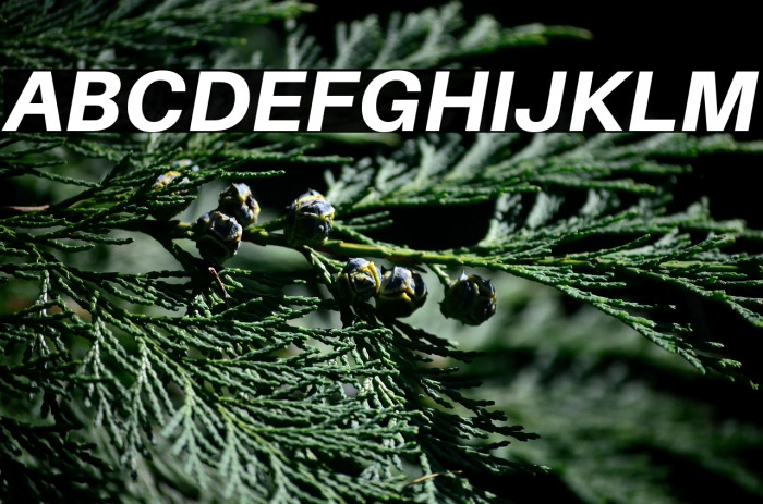 Aileron Heavy Italic Example 3