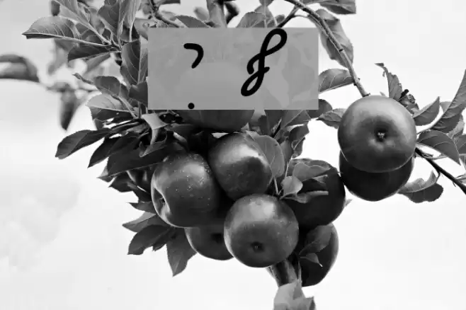 Ain Yiddishe Font Cursiv Font examples