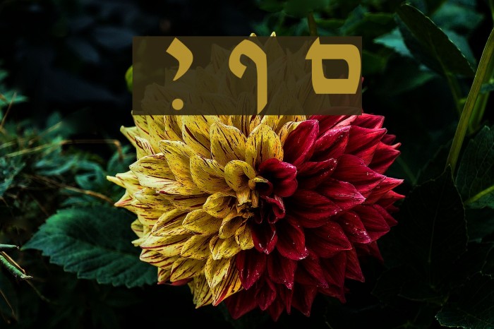 Ain Yiddishe Font Modern Font examples
