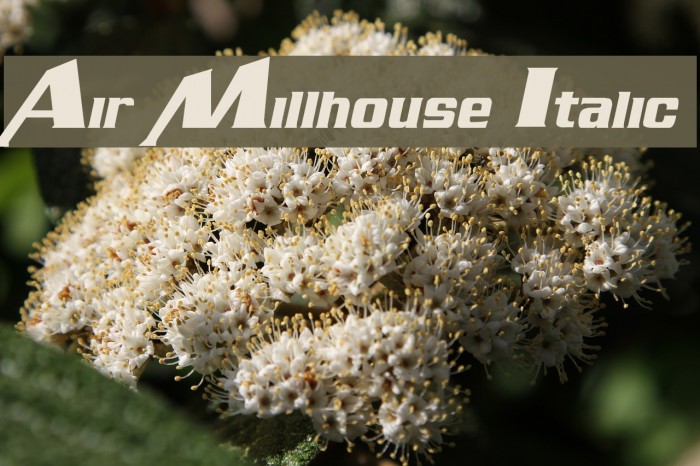 Air Millhouse Italic フォント examples