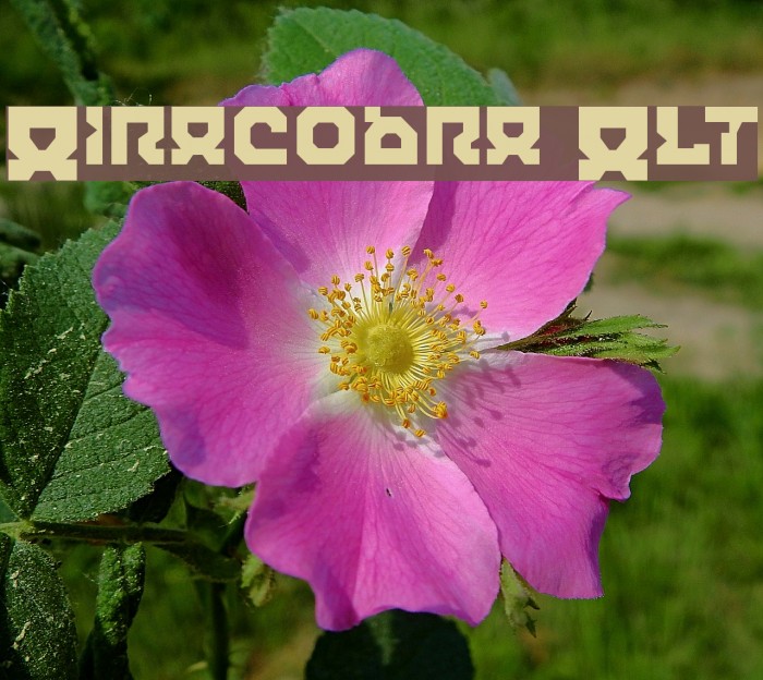 Airacobra Alt फ़ॉन्ट examples